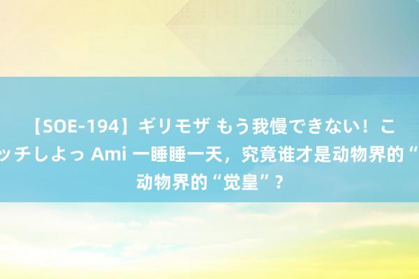 【SOE-194】ギリモザ もう我慢できない！ここでエッチしよっ Ami 一睡睡一天，究竟谁才是动物界的“觉皇”？
